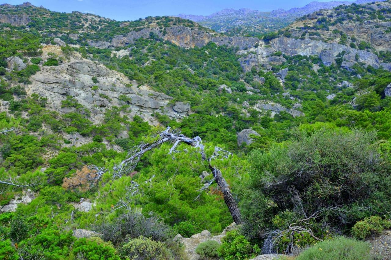 Villa Kalliopi كوتْسوناري المظهر الخارجي الصورة